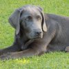 Welpen